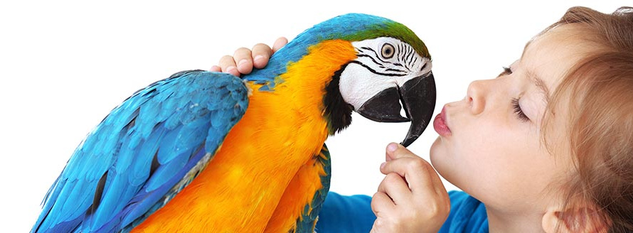У попугая слоится клюв — причины и лечение